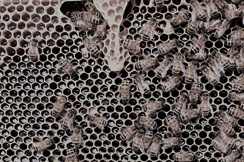 HolaCava-Sustainable choice-Beekeeping